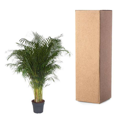 Goldfruchtpalme – Dypsis Lutescens – Areca-Palme – Zimmerpflanze – 200 cm hoch – Ø34 cm Topf – Tropisches Grün für Wohnzimmer & Büro – Luftreinigend & pflegeleicht 