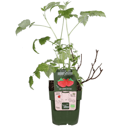 Himbeere Rubus idaeus 'Malling Promise' – Selbstbestäubende Sommer-Himbeere – 100% biologisch – Ø13cm – ca. 45cm Höhe – Leckere rote Früchte 