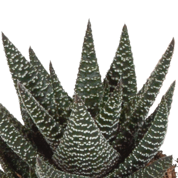 Sukkulente - Gasteria/Haworthia - Mix 8,5cm - 3 Stück 
