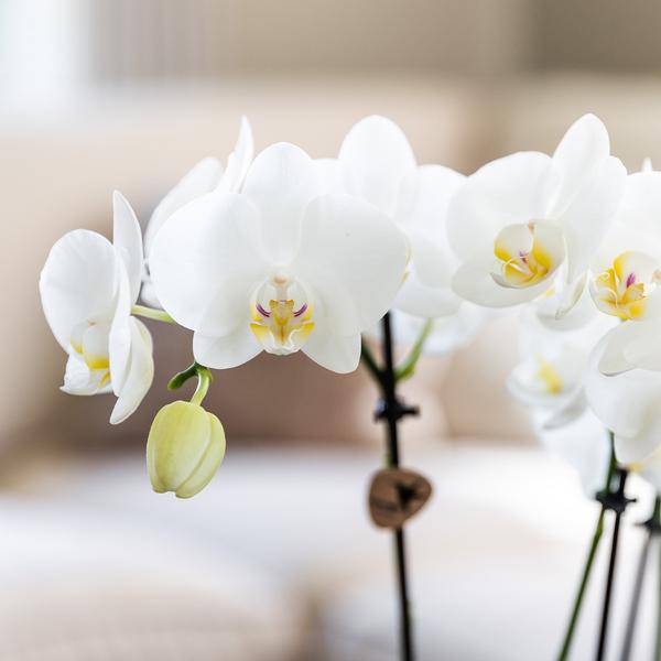 Überraschungsbox mit 4 verschiedenen Kolibri Orchideen – 12cm – Zimmerpflanzen-Set – Frisch vom Bauern – Perfekt als Geschenk oder für Orchideenfans 