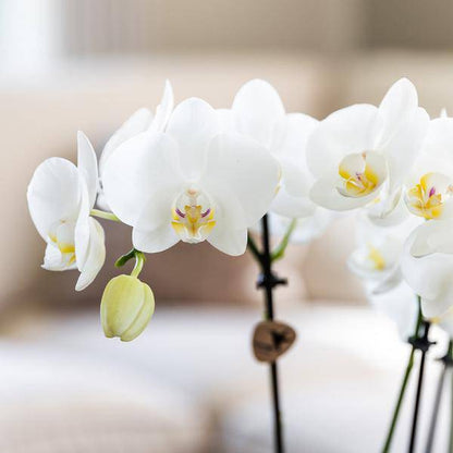Überraschungsbox mit 4 verschiedenen Kolibri Orchideen – 12cm – Zimmerpflanzen-Set – Frisch vom Bauern – Perfekt als Geschenk oder für Orchideenfans 