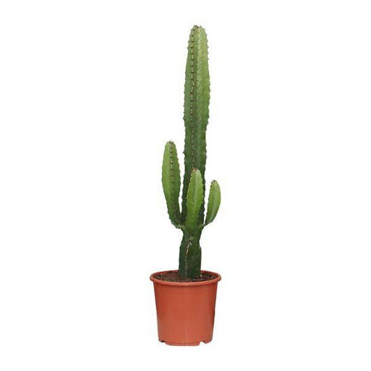 Kaktus-Wolfsmilch – Euphorbia Acrurensis – Zimmerpflanze – Ø17 cm – 70 cm hoch – Sukkulente mit kerzenähnlichen Stängeln – Pflegeleicht & dekorativ – Halbschatten geeignet 