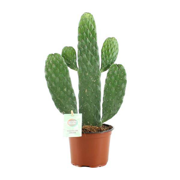 Feigenkaktus – Opuntia Rubescens Consolea – Zimmerpflanze – Ø12 cm Topf – ca. 35 cm hoch – Pflegeleicht & dekorativ – Kaktus für Wohnung & Büro 