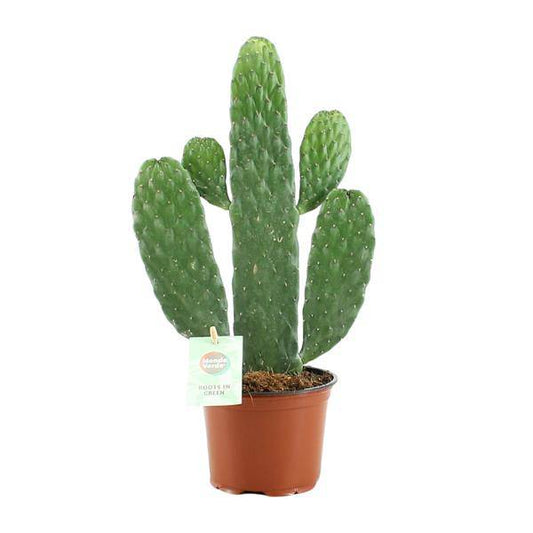 Feigenkaktus – Opuntia Rubescens Consolea – Zimmerpflanze – Ø12 cm Topf – ca. 35 cm hoch – Pflegeleicht & dekorativ – Kaktus für Wohnung & Büro 