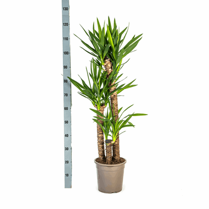 Yucca Elephantipes – Riesen-Palmlilie – Zimmerpflanze Ø24cm ↕120-140cm – Robust & pflegeleicht – Schwertförmige Blätter – Modernes Design 