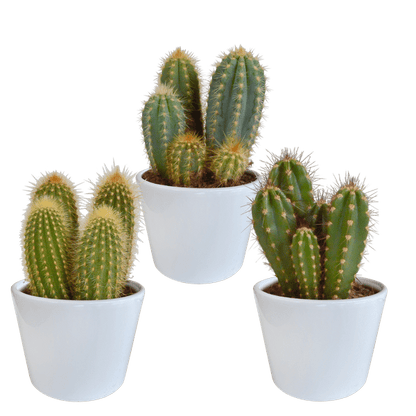 Kaktus - Cereus - Mix - 10,5 cm - 3 Stück - Zimmerpflanze - im weißen Topf 