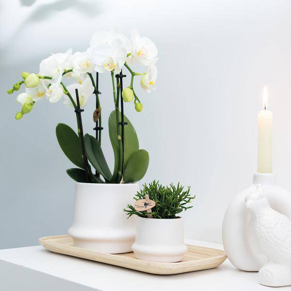 Weiße Phalaenopsis Orchideen – Amabilis – 2 Pflanzen – Blühende Zimmerpflanze Ø9cm – Multiflora-Orchidee mit 2–3 Zweigen 