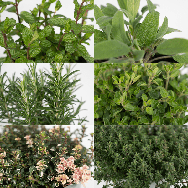 Gartenkräutermischung - 4 Stück - Ø14cm - ↕18cm 