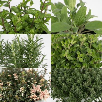 Gartenkräutermischung - 4 Stück - Ø14cm - ↕18cm 