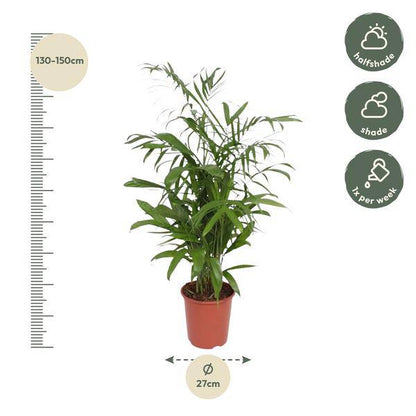 Bambuspalme – Chamaedorea Seifrizii – Zimmerpflanze – 140cm – Ø27cm – pflegeleichte tropische Palme für Wohnzimmer, Büro und Wintergarten 