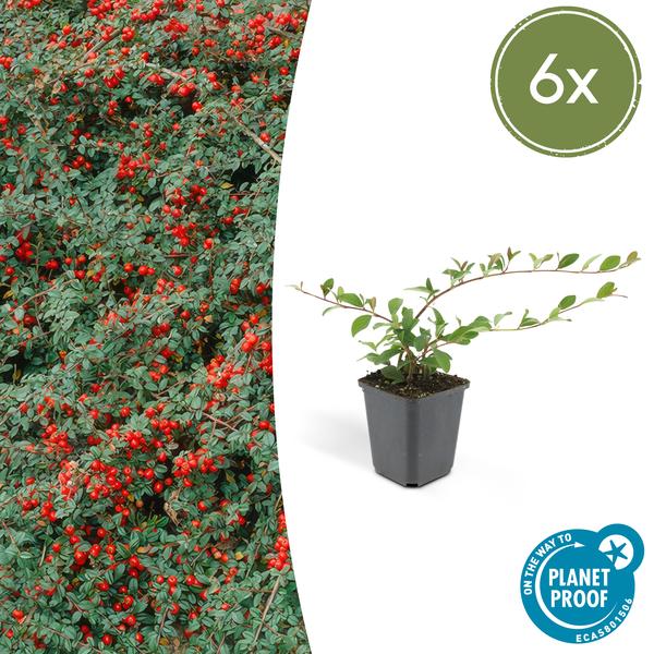 Cotoneaster dammeri – Teppich-Zwergmispel – Ø9cm – ↕10-25cm – 6 Pflanzen – Winterharter Bodendecker mit Blüten & Beeren 