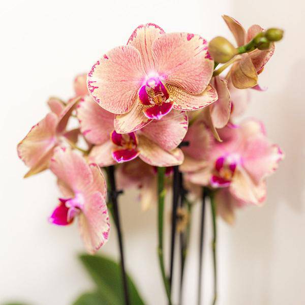 Überraschungsbox mit 4 verschiedenen Kolibri Orchideen – 12cm – Zimmerpflanzen-Set – Frisch vom Bauern – Perfekt als Geschenk oder für Orchideenfans 