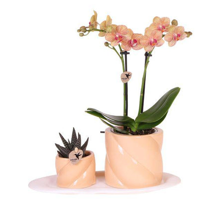 Phalaenopsis Orchidee Orange mit Grünpflanze im Candy Ziertopf auf weißem Bio-Tablett – Zimmerpflanzen Set – Geschenkidee – Dekoration 