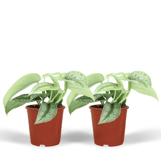 Efeutute - Scindapsus Pictus Trebie Epipremnum - Zimmerpflanze - Ø12cm - ↕15cm - 2 Stück 