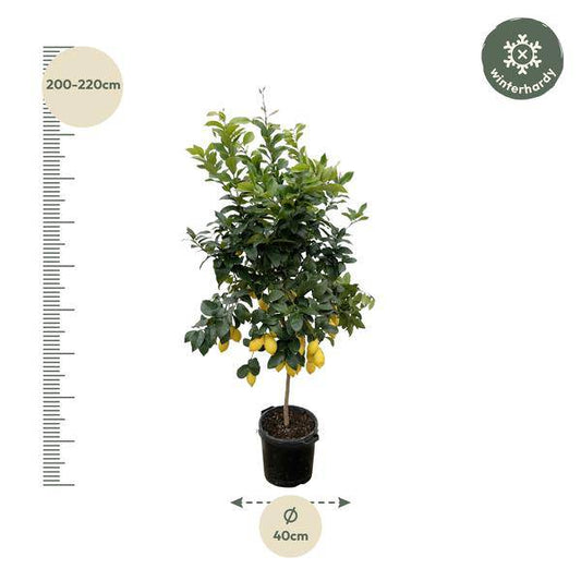 Zitronenbaum – Citrus Calamondin – Zitruspflanze 200cm – Ø40cm – Immergrüne Kübelpflanze mit duftenden Blüten & Früchten – Mediterraner Zitronenbaum für Garten, Terrasse & Wintergarten 