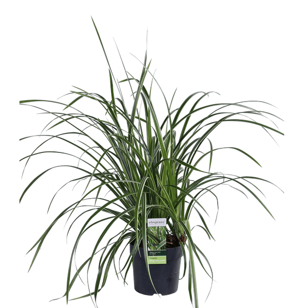 Weißrandige Segge – Carex morrowii 'Icedance' – Immergrünes Ziergras – Winterhart & pflegeleicht – Ø14 cm Topf – Ca. 30 cm hoch – Für Beete, Rabatten & Pflanzkübel 