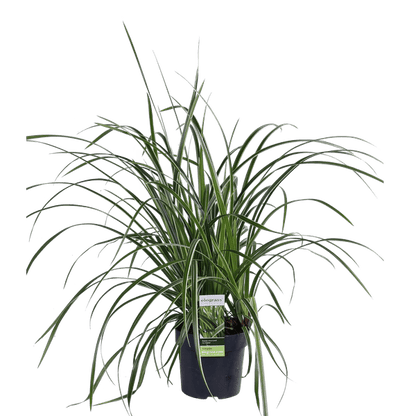 Weißrandige Segge – Carex morrowii 'Icedance' – Immergrünes Ziergras – Winterhart & pflegeleicht – Ø14 cm Topf – Ca. 30 cm hoch – Für Beete, Rabatten & Pflanzkübel 