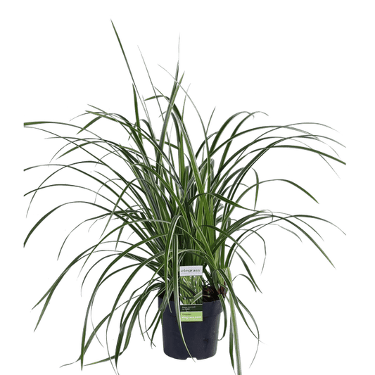 Weißrandige Segge – Carex morrowii 'Icedance' – Immergrünes Ziergras – Winterhart & pflegeleicht – Ø14 cm Topf – Ca. 30 cm hoch – Für Beete, Rabatten & Pflanzkübel 