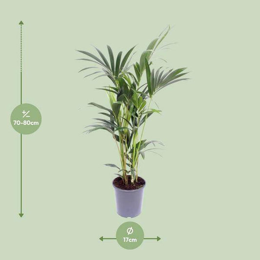 Kentia-Palme - Howea Forsteriana - Zimmerpflanze - Ø17cm - ↕75cm 