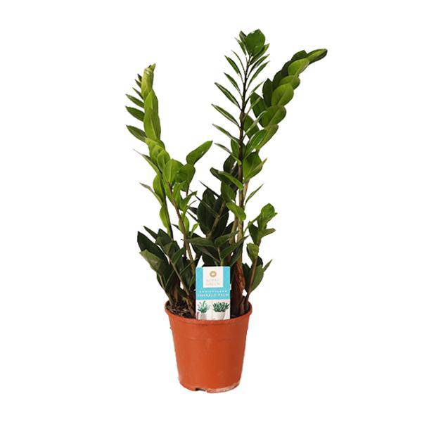 Glücksfeder Zamioculcas Zamiifolia – Zimmerpflanze im Ø14 cm Topf – ca. 45 cm hoch – Pflegeleicht & luftreinigend – Ideal für Halbschatten & wenig Licht 