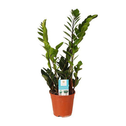 Glücksfeder Zamioculcas Zamiifolia – Zimmerpflanze im Ø14 cm Topf – ca. 45 cm hoch – Pflegeleicht & luftreinigend – Ideal für Halbschatten & wenig Licht 