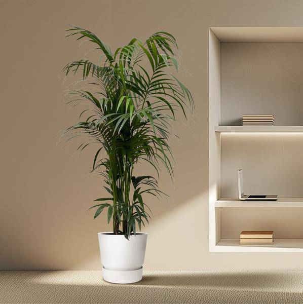 Kentia-Palme – Howea forsteriana – Zimmerpflanze 230cm – Ø38cm – Exklusive XXL-Palme mit eleganten Wedeln – Tropische Kübelpflanze für Wohnzimmer, Büro & Wintergarten – Pflegeleicht 