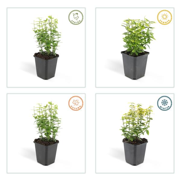 Spindelstrauch Euonymus fortunei 'Emerald 'n Gold' – 6 Pflanzen – ↕10-25cm – Ø9cm – Immergrün, gelb-grünes Laub – Hecke, Beet & Solitär – Pflegeleicht 