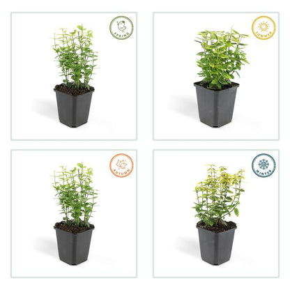 Spindelstrauch Euonymus fortunei 'Emerald 'n Gold' – 6 Pflanzen – ↕10-25cm – Ø9cm – Immergrün, gelb-grünes Laub – Hecke, Beet & Solitär – Pflegeleicht 
