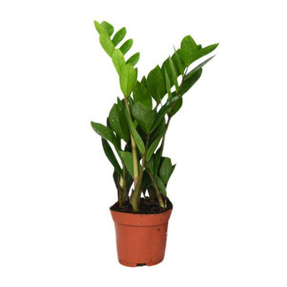 Glücksfeder Zamioculcas Zamiifolia – Zimmerpflanze – Ø12cm – 40cm Höhe – pflegeleicht, dunkelgrüne glänzende Blätter – ideal für Wohnzimmer & Büro 