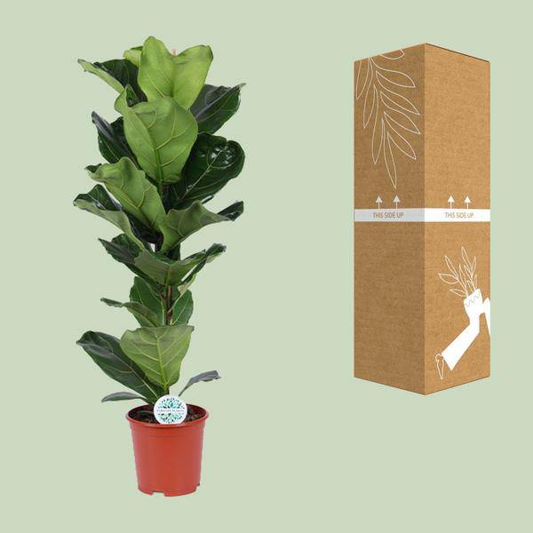 Geigen-Feige - Ficus Lyrata - Zimmerpflanze - Ø21cm - ↕90cm 