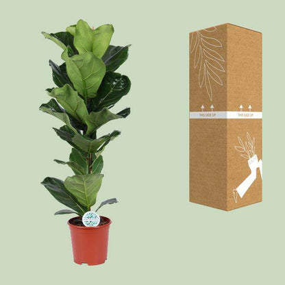 Geigen-Feige - Ficus Lyrata - Zimmerpflanze - Ø21cm - ↕90cm 