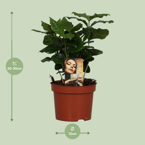Kaffeepflanze – Coffea Arabica – Zimmerpflanze – Ø12cm ↕25cm – Aromatische Deko – Pflegeleicht – Halbschatten – Tropisch 