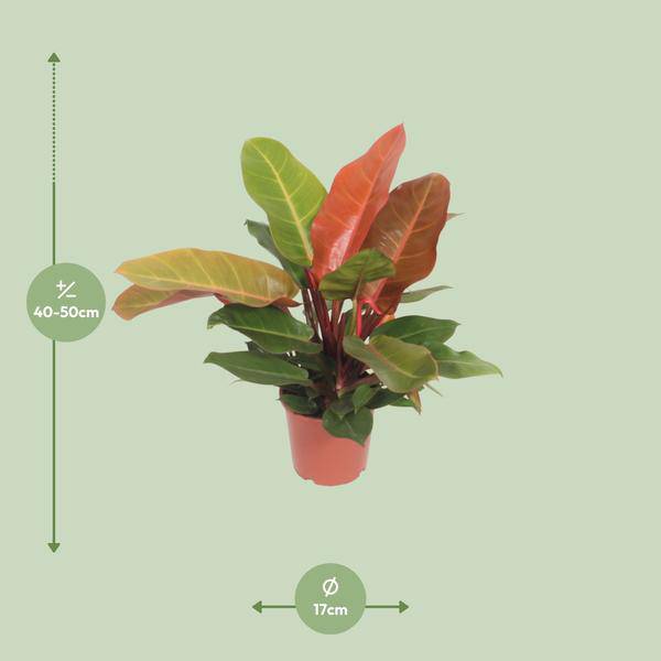 Baumfreund - Philodendron Prinz von Orange -Zimmerpflanze - Ø17cm - ↕45cm 
