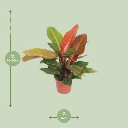 Baumfreund - Philodendron Prinz von Orange -Zimmerpflanze - Ø17cm - ↕45cm 