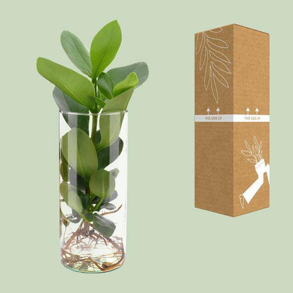 Clusia Im Zylinderglas - Ø12cm - ↕30cm 