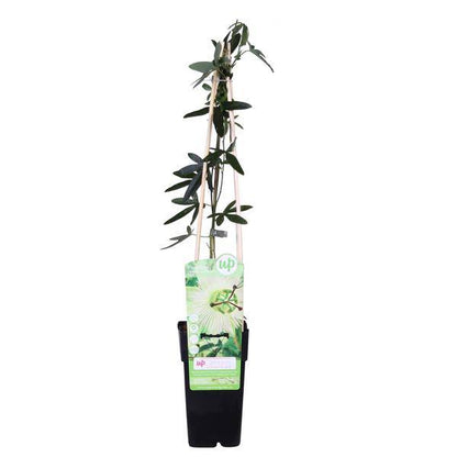 Passionsblume - Passiflora Weiß caerulea 'Constance Elliot' - Ø15cm - ↕65cm 
