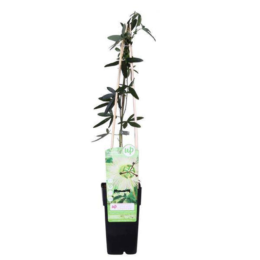 Passionsblume - Passiflora Weiß caerulea 'Constance Elliot' - Ø15cm - ↕65cm 