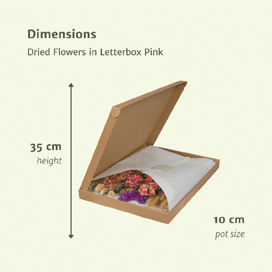 Trockenblumen im Briefkasten Rosa – Eleganter getrockneter Blumenstrauß – Sanfte Weiß-, Beige- & Hellrosa-Töne – Pflegefreie Deko – Perfekt für Innenräume 