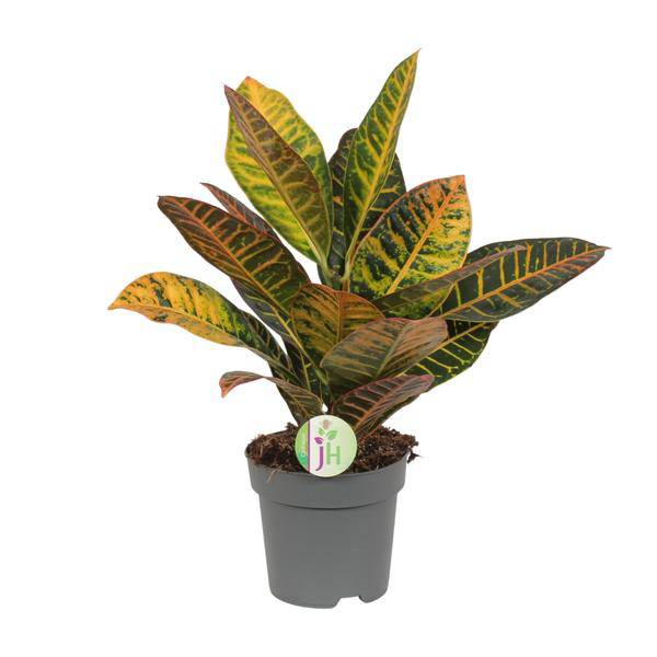 Wunderstrauch Codiaeum 'Petra' – Croton – Ø17cm x H45cm – Bunt gemusterte Zimmerpflanze – Tropisches Laub in Rot, Gelb & Grün – Für Halbschatten – Pflegeleicht 