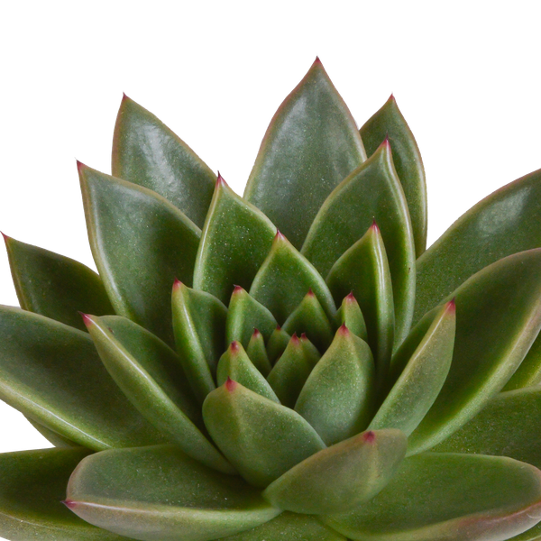 Steinrose - Echeveria - Mix - 10,5 cm - 3 Stück - im weißen Topf 