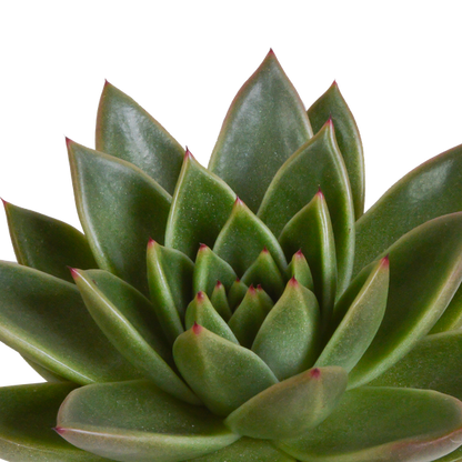 Steinrose - Echeveria - Mix - 10,5 cm - 3 Stück - im weißen Topf 
