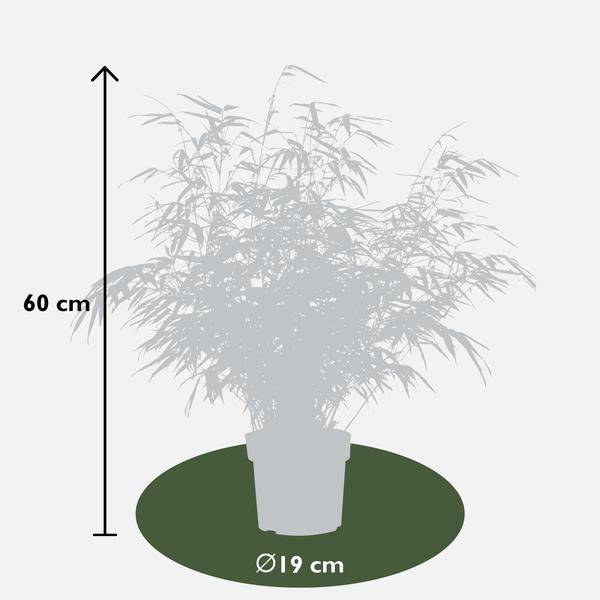Schirmbambus Fargesia rufa – 2er – Set – ca. 60cm hoch Ø19cm – Immergrüner, horstbildender Bambus – Winterhart & nicht wucher