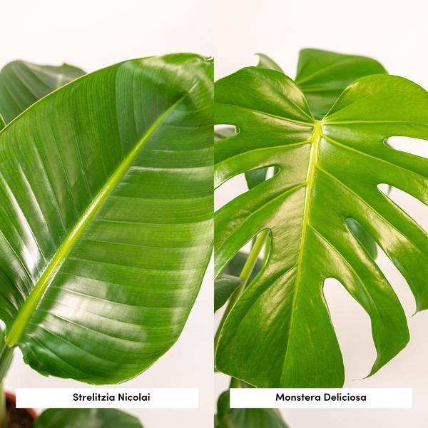 Pflanzenset - Strelitzia Nicolai - Ø19cm - ↕85cm + Monstera Deliciosa - Ø21cm - ↕75cm 