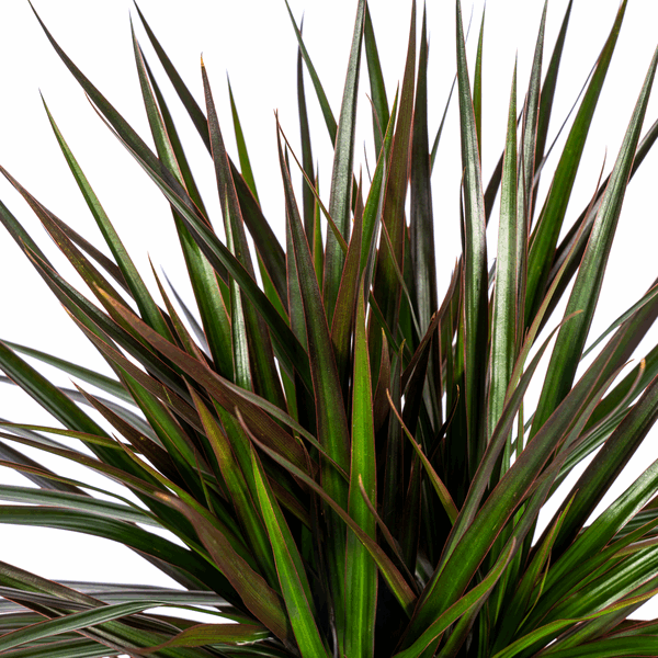 Dracaena Marginata Magenta – Drachenbaum – Zimmerpflanze Ø24cm ↕130-150cm – Dunkelgrüne Blätter mit Rotrand – Pflegeleicht 