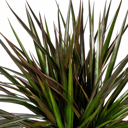 Dracaena Marginata Magenta – Drachenbaum – Zimmerpflanze Ø24cm ↕130-150cm – Dunkelgrüne Blätter mit Rotrand – Pflegeleicht 
