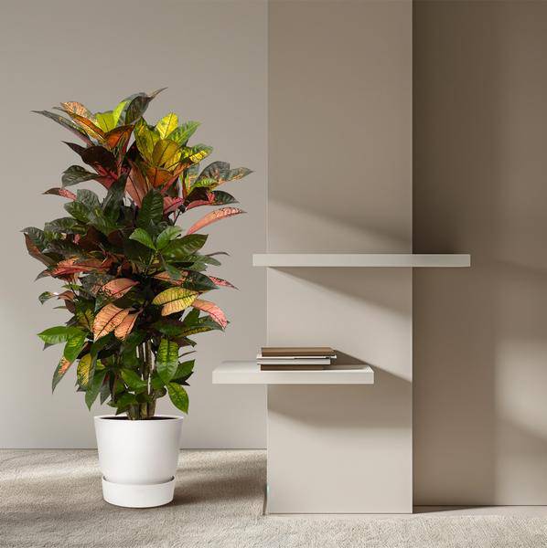 Codiaeum Croton Iceton – Wunderstrauch – Bunte Zimmerpflanze mit Farbspiel – Exotische Blätter – Ø24cm – ↕120cm 
