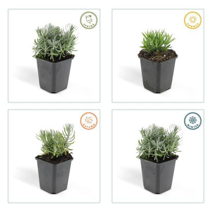 Lavender Lavandula 'Hidcote' – 6 Pflanzen – Reich blühender Lavendel – ↕10-25cm – Ø9cm – pflegeleicht & sonnig 