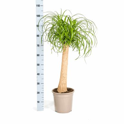 Beaucarnea Recurvata – Elefantenfuß – Ø24cm – ↕80-100cm – Pflegeleichte Zimmerpflanze mit markantem Stamm & eleganten Blättern – Trockenheitsresistent 