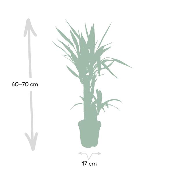 Palmlilie (Yucca Elephantipes) – Zimmerpflanze – Ø17cm Topf – ↕85cm – Sonnenliebende Yucca – Pflegeleicht & Trockenheitsresistent – Tropisches Flair für Innenräume 