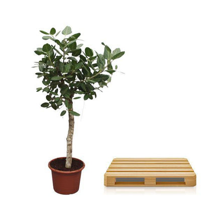 Banyan-Feige Ficus Benghalensis – 200cm hoch – Ø50cm – Exklusive Zimmerpflanze mit großen glänzenden Blättern – Pflegeleicht & robust – Für Wohnzimmer, Büro & Innenräume 
